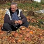 Mbetet stok 80% e ‘qepës së ujit’, fermerët në Korçë të pezmatuar: S’rezistojnë më, do i hedhim në kanal