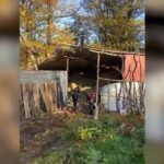 Shkodër, arrestohet 36-vjeçari , Përpunonin kanabis me qëllim shitje në një banesë