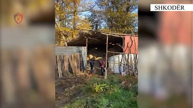 Shkodër, arrestohet 36-vjeçari , Përpunonin kanabis me qëllim shitje në një banesë