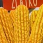 Autoriteti Kombëtar i Ushqimit bllokon 25 tonë misër me aflatoksinë nga Serbia, përbën rrezik jo vetëm për shëndetin e bagëtisë, por edhe për njerëzit