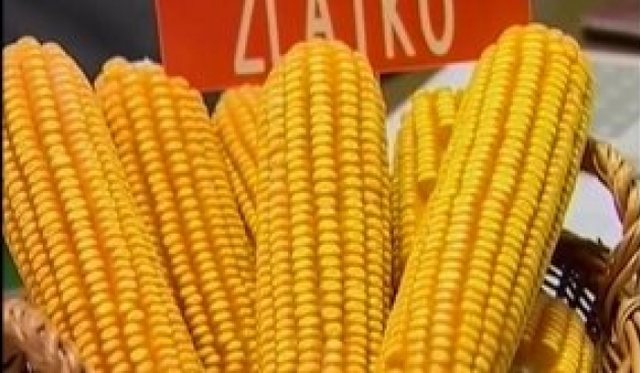 Autoriteti Kombëtar i Ushqimit bllokon 25 tonë misër me aflatoksinë nga Serbia, përbën rrezik jo vetëm për shëndetin e bagëtisë, por edhe për njerëzit