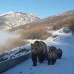 Arusha me katër këlyshë shfaqet në Kukës, banori rrëfen çastin e frikshëm: Prita rreth dy orë në makinë