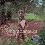 Video\ E mori nga rruga dhe e strehoi në shtëpi, ky është qeni pitbull që kafshoj për vdekje fëmijën 2-vjeçar në Greqi