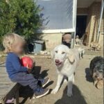 Deklarimi prekës i nënës së 2-vjeçarit shqiptar që e sulmoj pitbulli