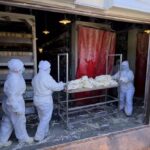 Ngordhje masive e shpendëve në Portëz të Fierit, rrezik për shëndetin publik