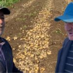 Tonelatat me patate futen në magazina, fermerët: S’ka treg, çmimi është i ulët