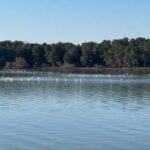 Censusi i shpendëve të ujit/ Specialistët nisin numërimin në Vlorë dhe Prespë