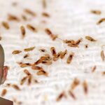 Ndërpritet gjyqi ndaj kriminelit famëkeq Franc Çopja. Shkak bëhen….pleshtat