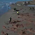 Aksioni për pastrimin e Plazhit të Vjetër në Vlorë, Rama publikon pamjet (Video)