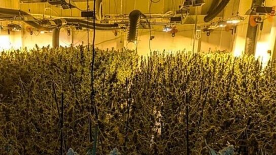 8 shqiptarë arrestohen në Spanjë, akuzohen për trafik dhe kultivim droge