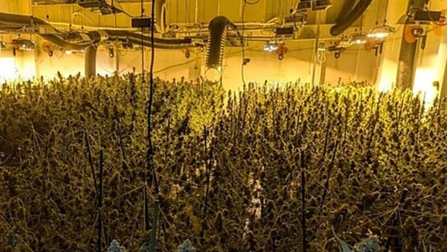 8 shqiptarë arrestohen në Spanjë, akuzohen për trafik dhe kultivim droge