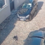 Korçë/ Përplasi me dashje një qen dhe u largua, policia shpall në kërkim drejtuesin e automjetit