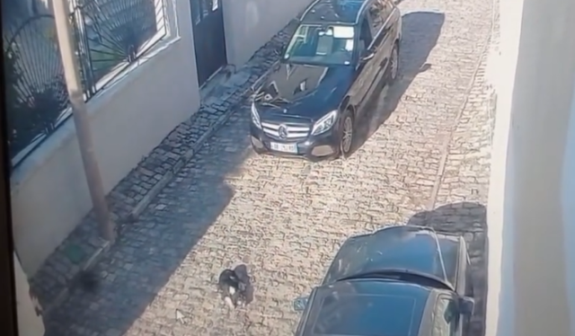 Korçë/ Përplasi me dashje një qen dhe u largua, policia shpall në kërkim drejtuesin e automjetit