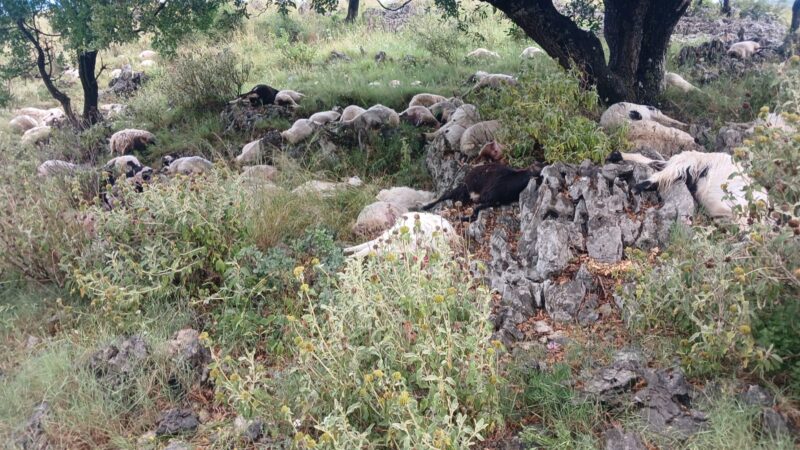 Rrufeja godet tufën, ngordhin rreth 200 dele në malin mbi Kopaçez në Delvinë