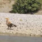 VIDEO/ Pas shumë vitesh, shkaba egjiptiane rikthehet në Vjosë!