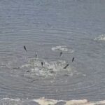 Lushnjë/ Thahet rezervuari, tonelata me peshq ngecin në baltë dhe cekëtinë