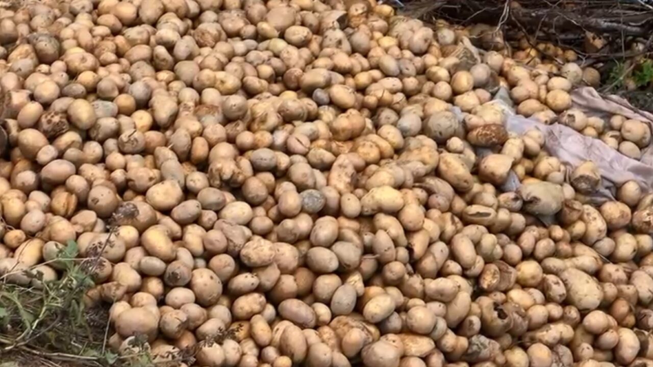 DIBËR/ Fermerët hedhin patatet në përrua: Nuk ka treg për shitje, shteti na ka braktisur