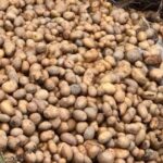 DIBËR/ Fermerët hedhin patatet në përrua: Nuk ka treg për shitje, shteti na ka braktisur