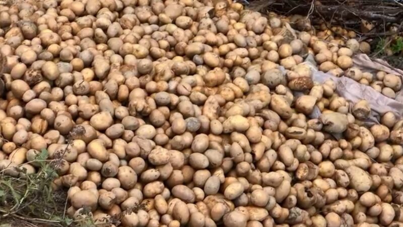 DIBËR/ Fermerët hedhin patatet në përrua: Nuk ka treg për shitje, shteti na ka braktisur
