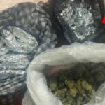 Shkodër/ 4 në pranga dhe një në hetim, sekuestrohen mbi 56 kg kanabis në Koman